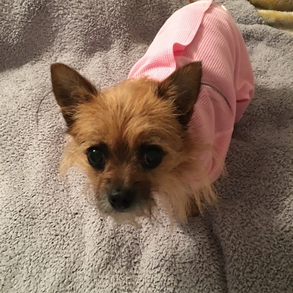 One pair PETRAGEOUS puppy pajamas. There pink for your Princess. Size Small. - Picture 5 of 7